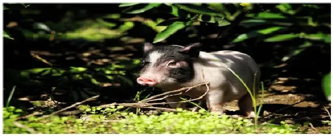 香猪最大能养多少斤 | 生活常识