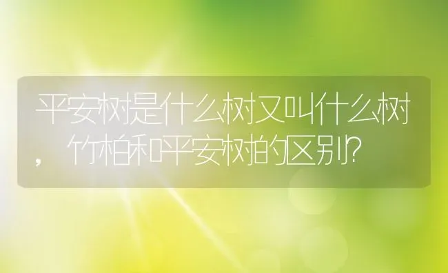 平安树是什么树又叫什么树,竹柏和平安树的区别？ | 养殖常见问题