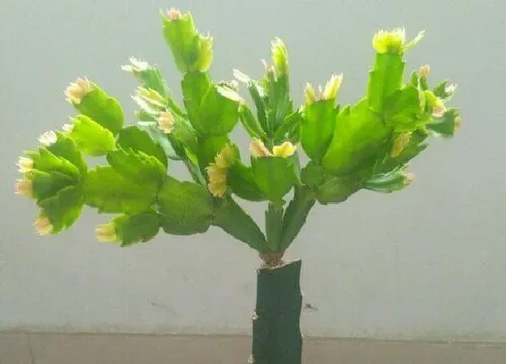 植物常识问题|嫁接蟹爪兰的仙人掌干枯是什么原因