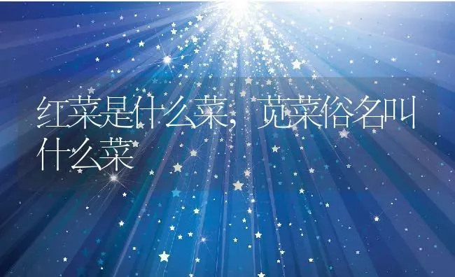 红菜是什么菜,苋菜俗名叫什么菜 | 养殖常见问题