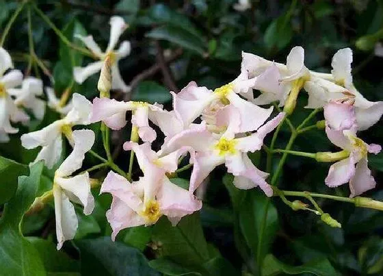 植物常识问题|茉莉花什么颜色 常见品种的颜色样子（图片）