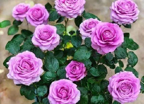 植物常识问题|月季花高压繁殖的方法