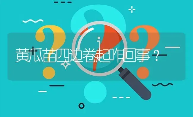 黄瓜苗四边卷起咋回事? | 养殖问题解答