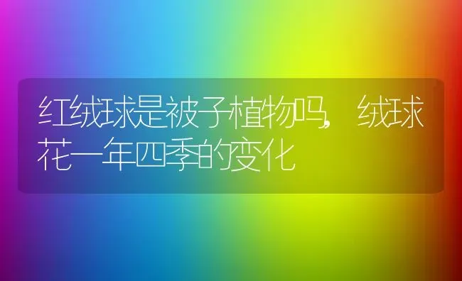 红绒球是被子植物吗,绒球花一年四季的变化 | 养殖常见问题