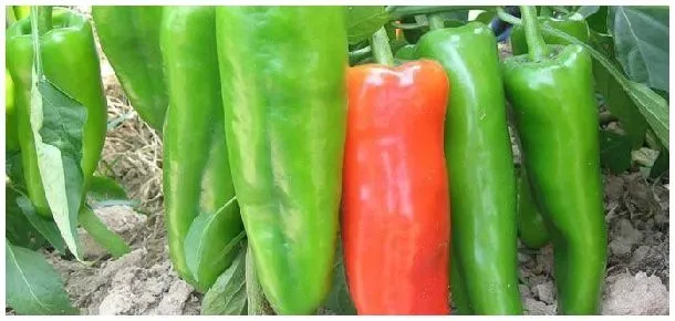 牛角椒种子怎么种植方法 | 三农问答