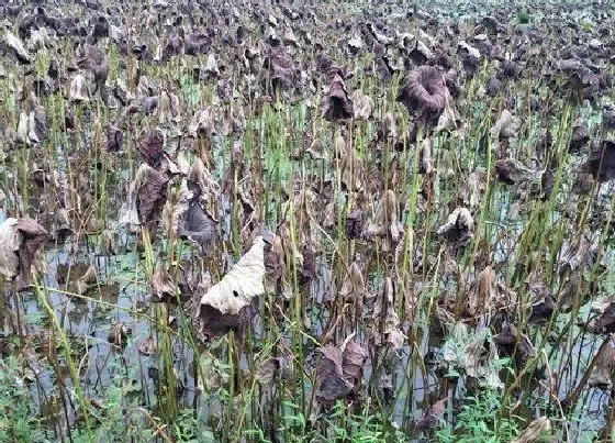 植物常识问题|莲藕什么时候种植最佳 种植技术和季节时间