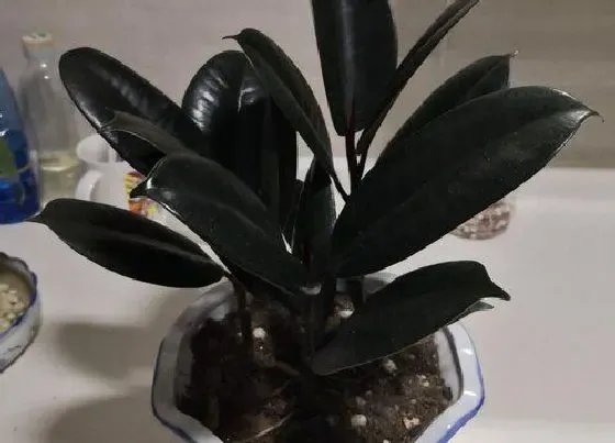 植物常识问题|橡皮树叶片比较瘦小是什么原因