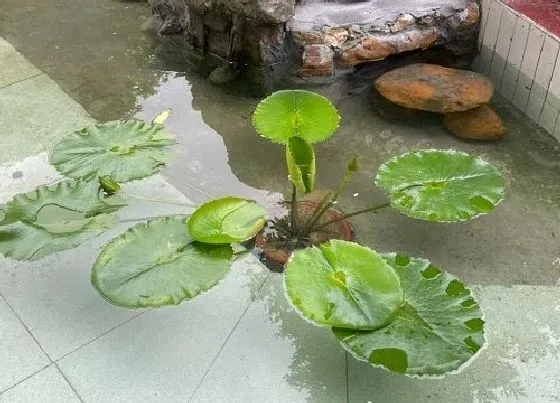 植物常识问题|如何给碗莲做好防虫工作