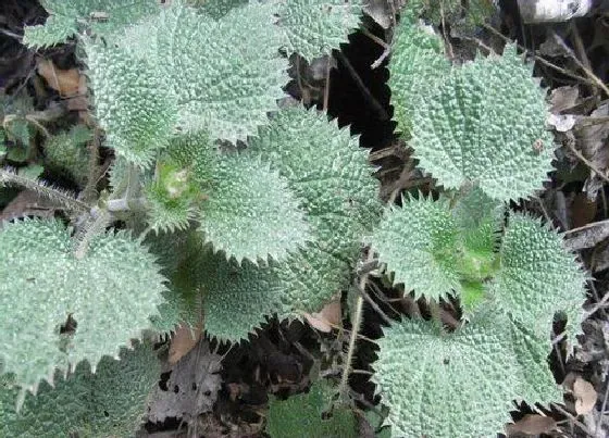 植物常识问题|荨麻草长什么样子  生长在什么地方