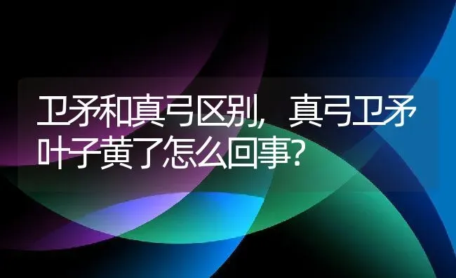 卫矛和真弓区别,真弓卫矛叶子黄了怎么回事？ | 养殖常见问题
