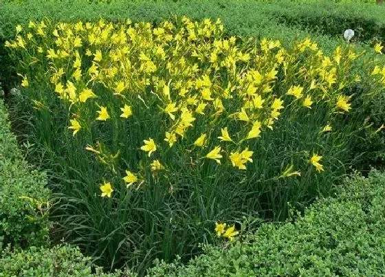 植物常识问题|粗纤维的蔬菜和水果有哪些 高纤维的蔬菜水果食物