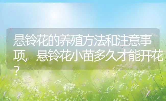悬铃花的养殖方法和注意事项,悬铃花小苗多久才能开花？ | 养殖常见问题