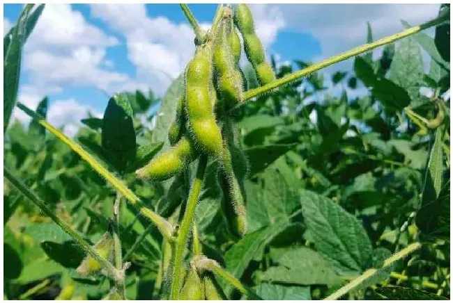 黄豆种植方法 | 三农答疑