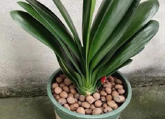 植物常识问题|喜阴的室内绿植有哪些 耐阴耐寒的室内花卉植物