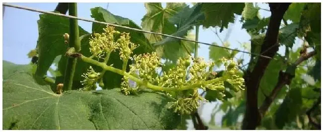 葡萄花后什么时候能剪枝 | 科普知识