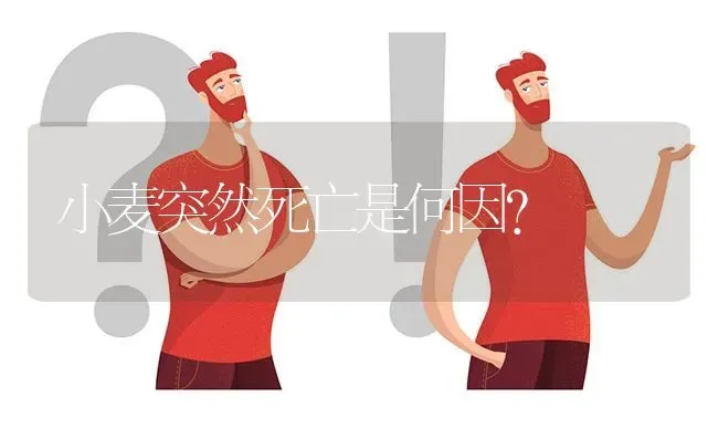 小麦突然死亡是何因? | 养殖问题解答