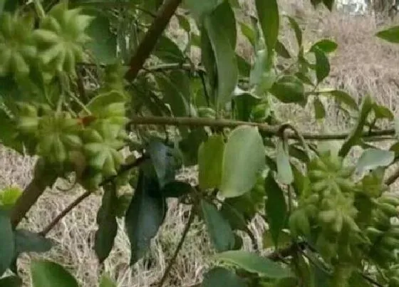 植物常识问题|茴香和八角的区别