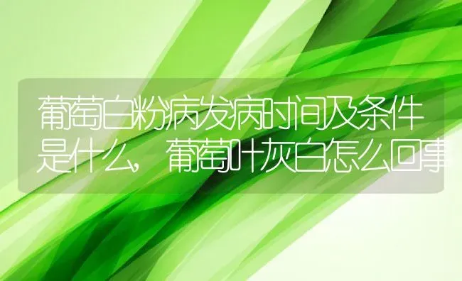 葡萄白粉病发病时间及条件是什么,葡萄叶灰白怎么回事 | 养殖常见问题