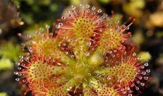 什么植物可以驱蚊子,能杀死蚊子的植物有哪些？