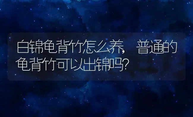 白锦龟背竹怎么养,普通的龟背竹可以出锦吗？ | 养殖常见问题