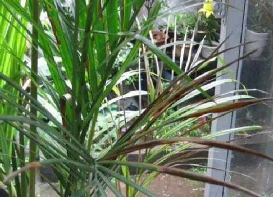 植物常识问题|凤尾竹叶子发黄是什么原因造成的 有黄叶怎么办