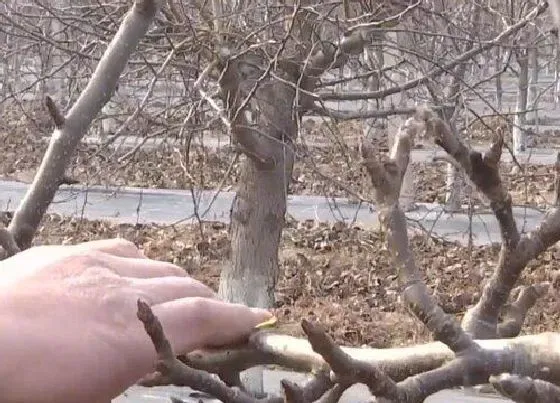 植物常识问题|梨树怎样修剪