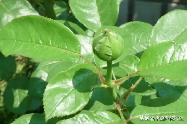 植物常识问题|网购月季花苗如何缓苗（新买月季小苗移栽后要多久能缓过来）