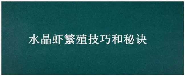 水晶虾繁殖技巧和秘诀 | 生活常识