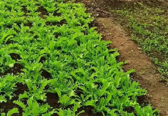 植物常识问题|生菜是撒播还是育苗移栽好（生菜种植需要移栽吗）