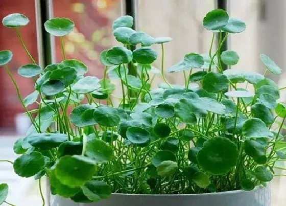 植物常识问题|铜钱草生长缓慢怎么解决