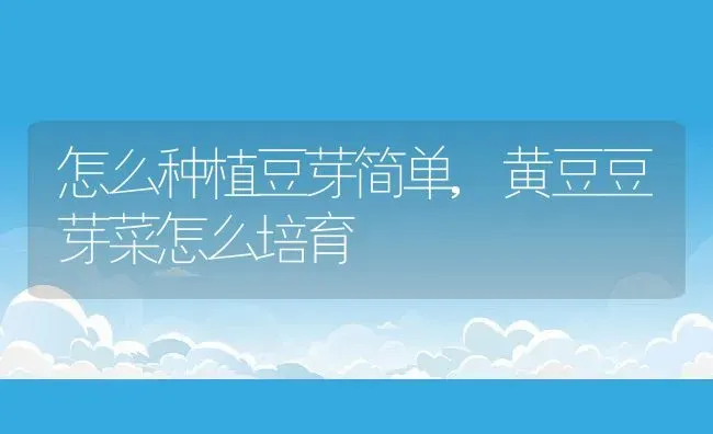 怎么种植豆芽简单,黄豆豆芽菜怎么培育 | 养殖常见问题