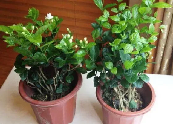 植物常识问题|茉莉花落花后怎么进行修剪