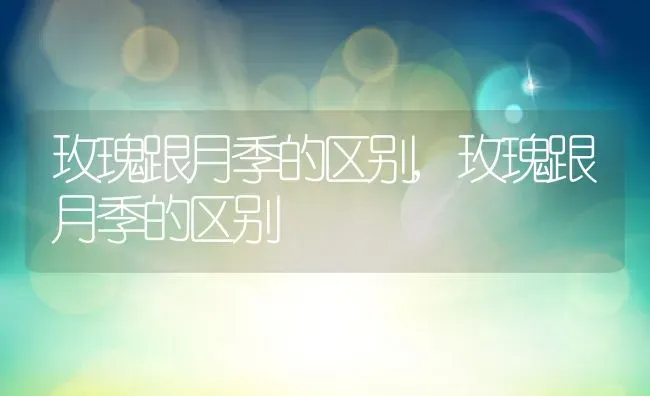 玫瑰跟月季的区别,玫瑰跟月季的区别 | 养殖常见问题
