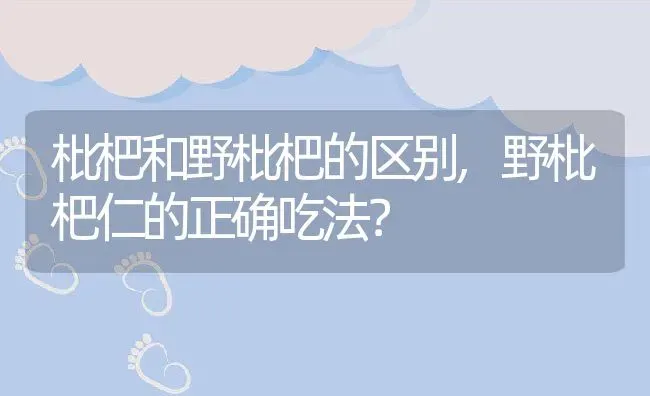 枇杷和野枇杷的区别,野枇杷仁的正确吃法？ | 养殖常见问题