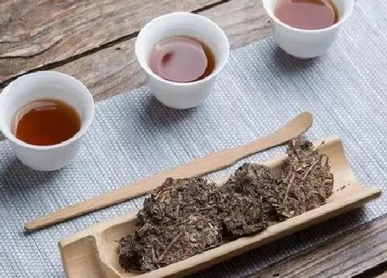 植物常识问题|冬天喝什么茶叶好 冬天喝什么茶养生对身体好