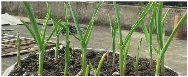 用土栽蒜苗的方法 | 三农答疑