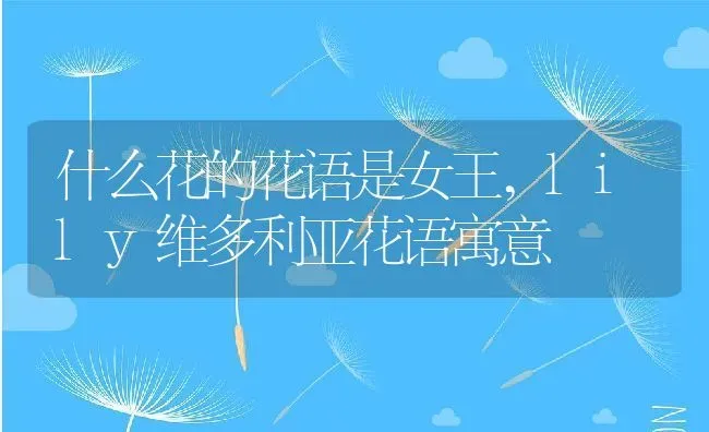 什么花的花语是女王,lily维多利亚花语寓意 | 养殖常见问题