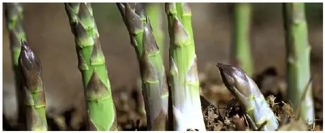 芦笋根的种植方法和时间 | 农业常识