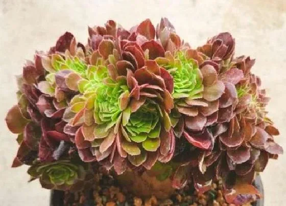植物常识问题|多肉法师如何安全度夏不烂根
