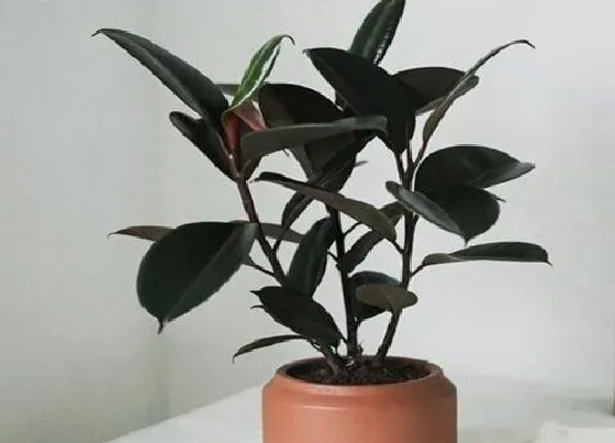 植物常识问题|橡皮树叶片比较瘦小是什么原因
