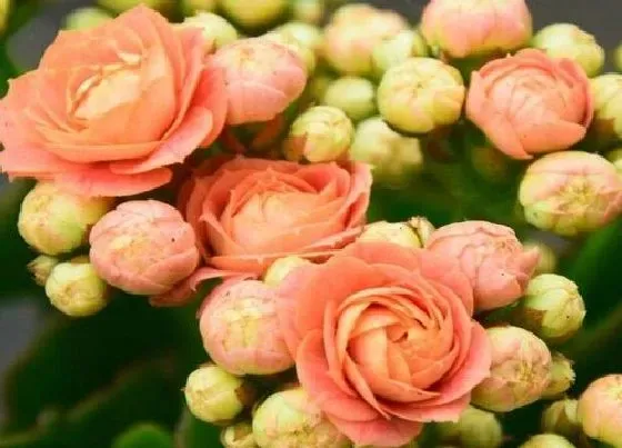 植物常识问题|长寿花正确的浇水方法