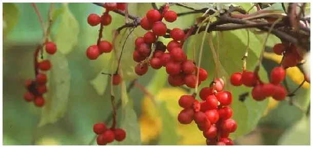 五味子冬季能剪枝吗 | 生活常识