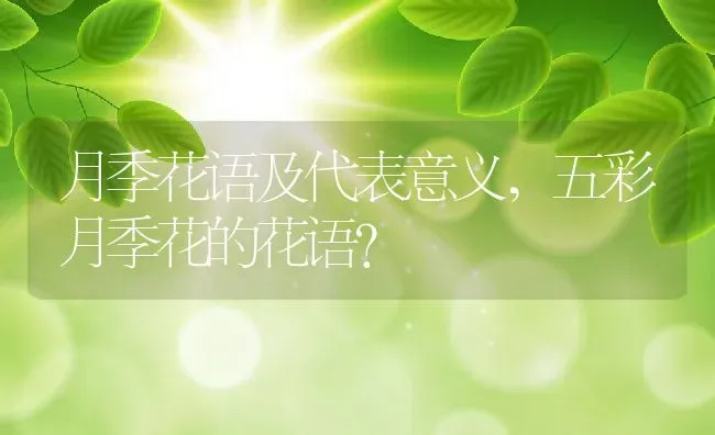 月季花语及代表意义,五彩月季花的花语？ | 养殖常见问题