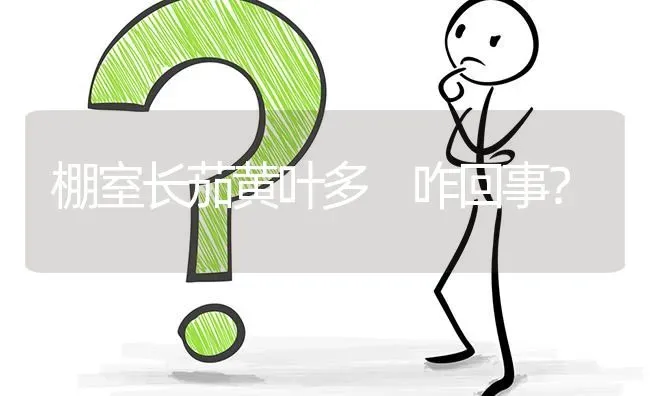 棚室长茄黄叶多 咋回事? | 养殖问题解答