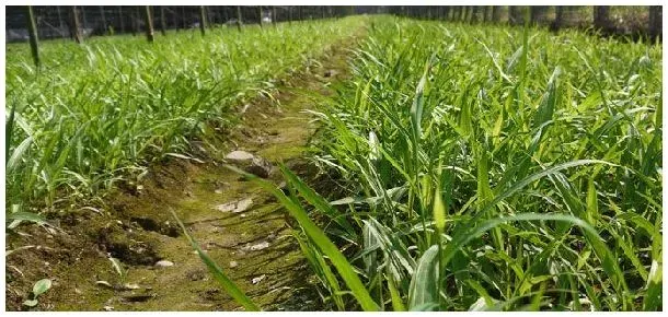 白芨几月份种植 | 生活常识