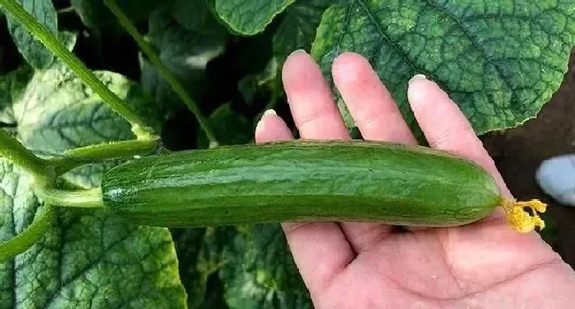 植物常识问题|黄瓜苦味瓜的产生原因及预防措施（造成黄瓜发苦的原因）