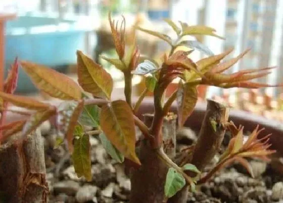 植物常识问题|粗纤维的蔬菜和水果有哪些 高纤维的蔬菜水果食物