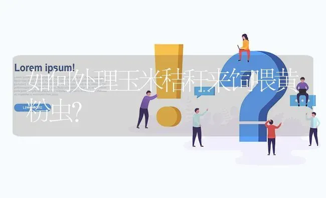 如何处理玉米秸秆来饲喂黄粉虫? | 养殖问题解答