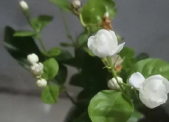 植物常识问题|茉莉花花败后如何处理