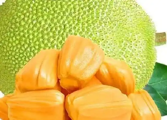 植物常识问题|菠萝蜜的功效与作用